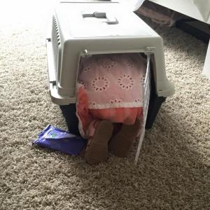 10440292_796450137102973_7104908429742809761_n